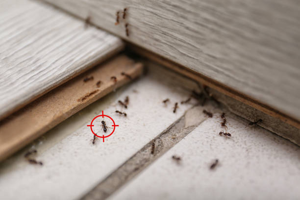 Best Termite Control Services  in Highland Lakes, NJ